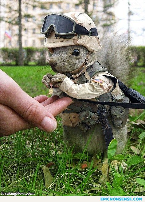 Furry Soldier