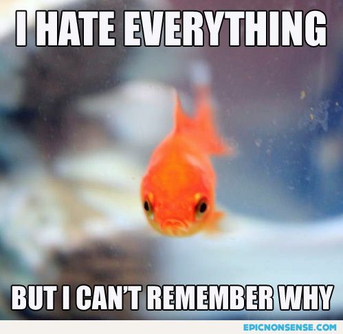 Grumpy goldfish