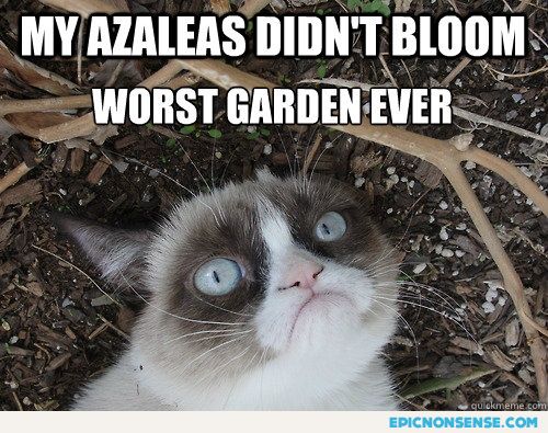 Grumpy Azaleas