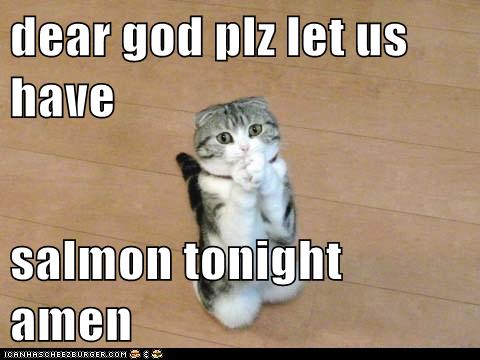 Cat Prayer