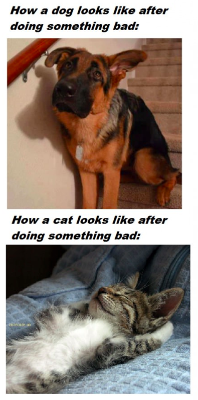 Dogs Vs. Cats