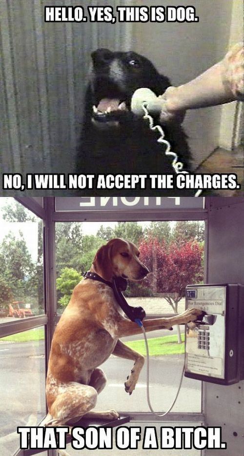 Telephone Dogs
