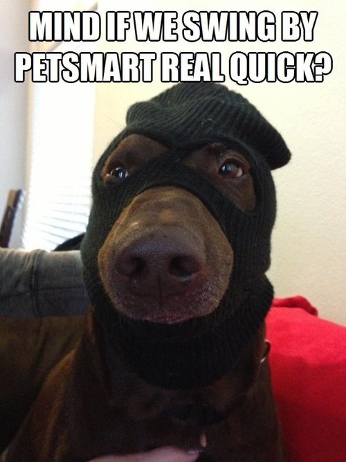 Dog Burglar