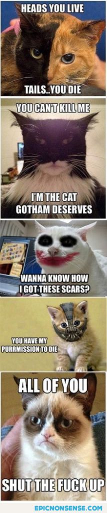 Gotham-Cats vs Tard