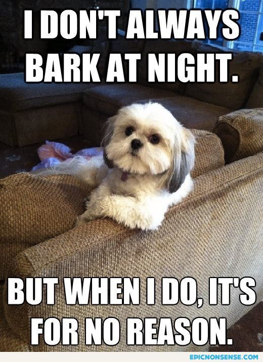 Why dogs bark at night