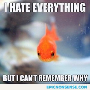 Grumpy goldfish