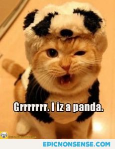 Panda Cat