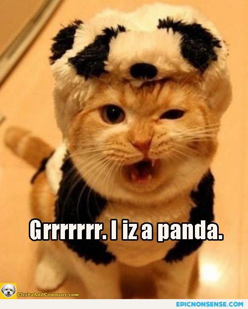 Panda Cat