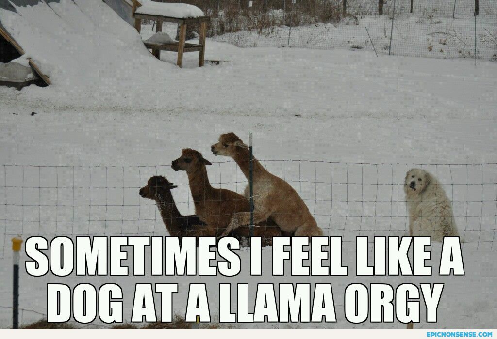 Llama sutra