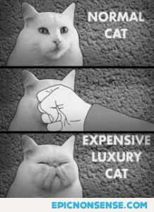 Luxury Cat