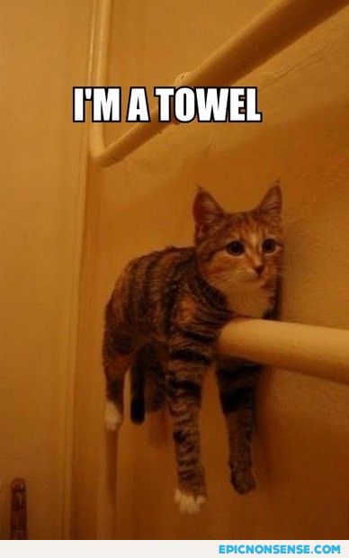 I'm A Towel