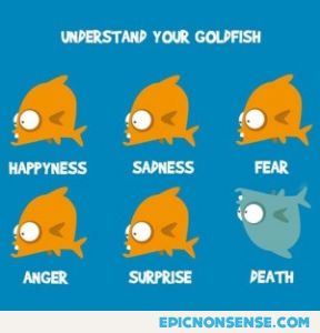 Goldfish Body Language