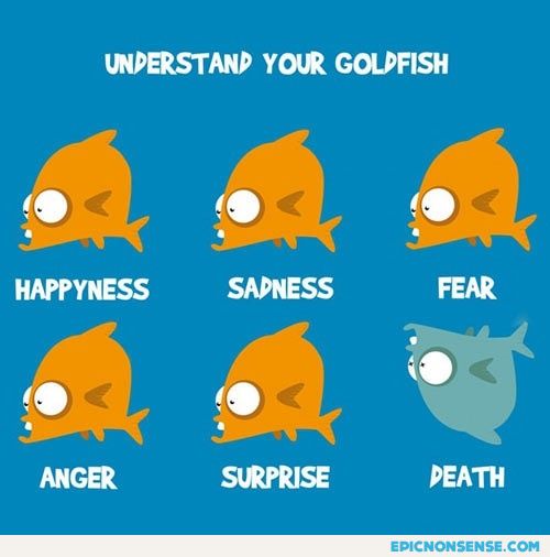 Goldfish Body Language