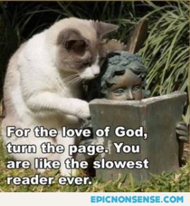 Reader Cat