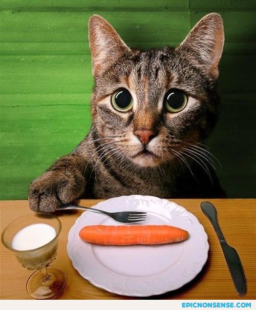 Cat Diet
