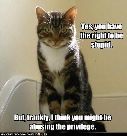 Judgmental Cat