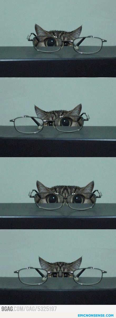 Cat Glasses