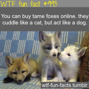 Tame Foxes