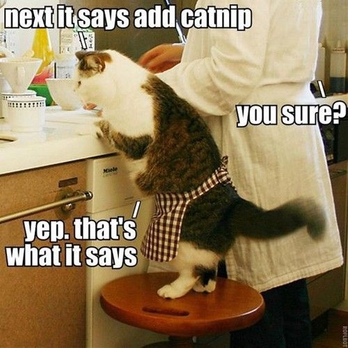 Add Catnip