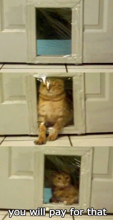 Cat Prank