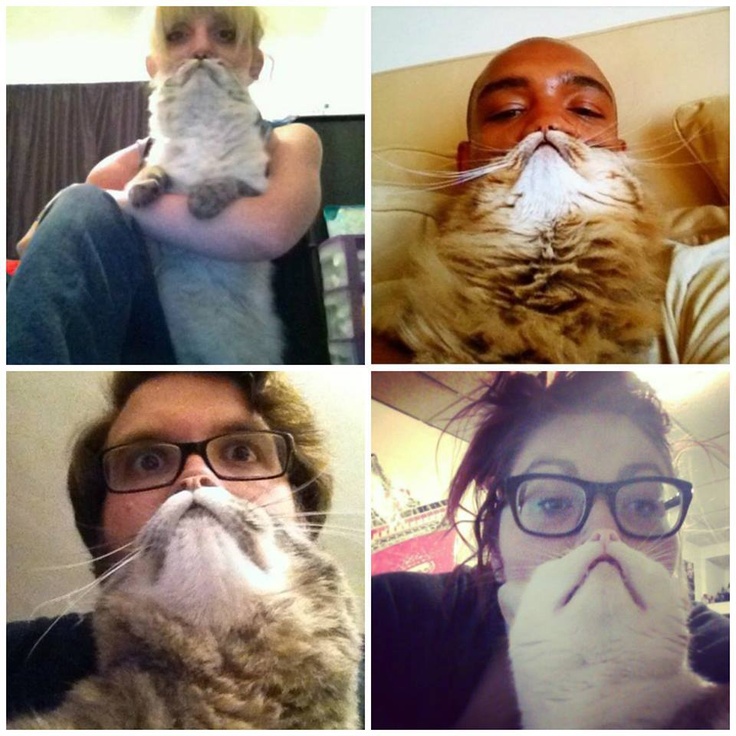 Cat Beard