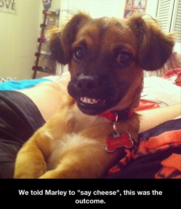 Cheese!