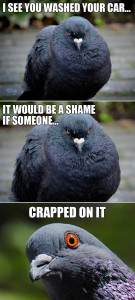 Evil Pigeon