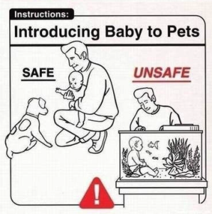 Introducing Baby To Pets