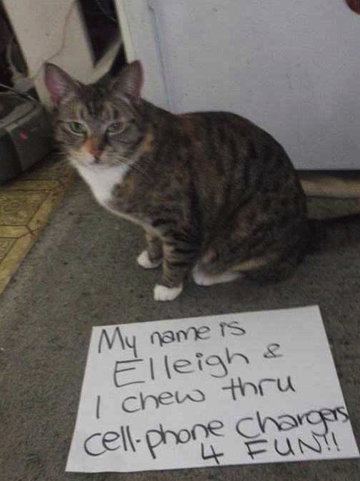 Cat Shaming