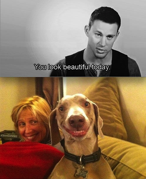 dog compliment