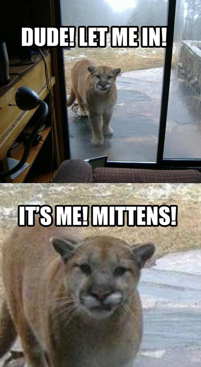 Mittens!